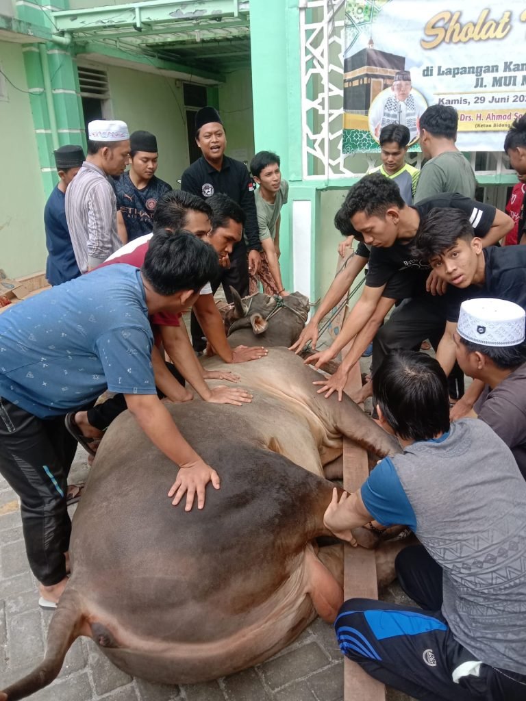 MUI Sumatera Utara Menggelar Acara Pemotongan Hewan Kurban untuk Menguatkan Solidaritas Umat Muslim
